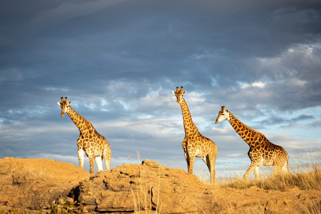 Rock-paintings-trail-with-giraffe-1024x683